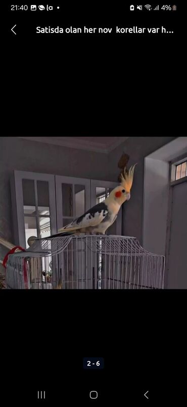 Tutuquşları: Cute hazir erkek ve disi korellar var hazir quslardi balaya qartiya — 7