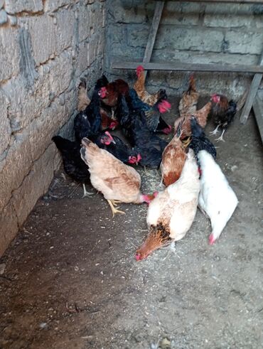 Toyuqlar: Salam. Toyoq. Xoruz. satlır. Ünvan. Şüvələn. qiymət. toyoq. 13 — 1