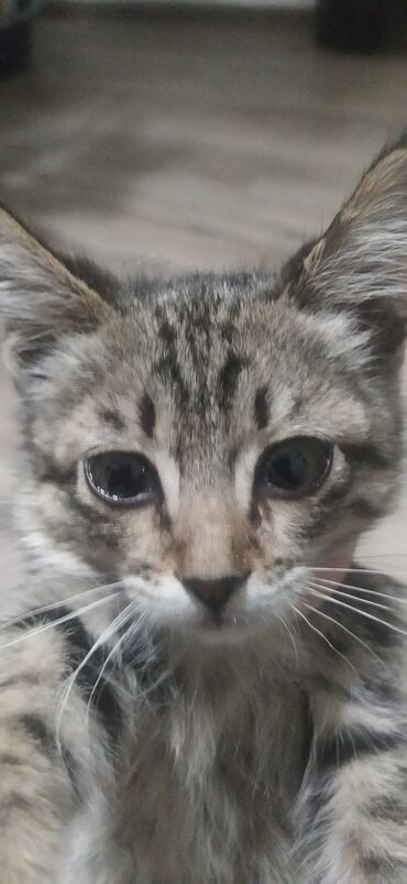 во сколько месяцев кастрировать кота: Кошка даром: Беспородная, 2 месяца, Девочка, Приучена к лотку