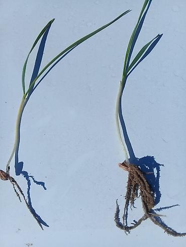 Удобрения и садовая химия: Удобрение Самовывоз — 22