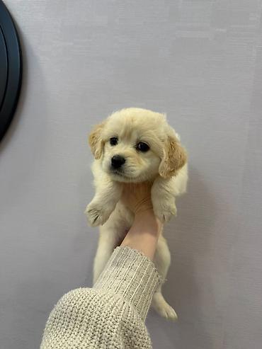 İtlər: Retriever, 2 ay — 6