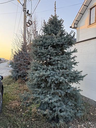 Ель: Голубая ель (Picea pungens ‘Glauca’) для ландшафта. 2 голубые ели с — 12