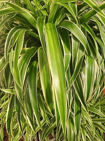 Ostale kućne biljke: Chlorophytum, velika,raskosna biljka sa prve slike je 3000 — 1