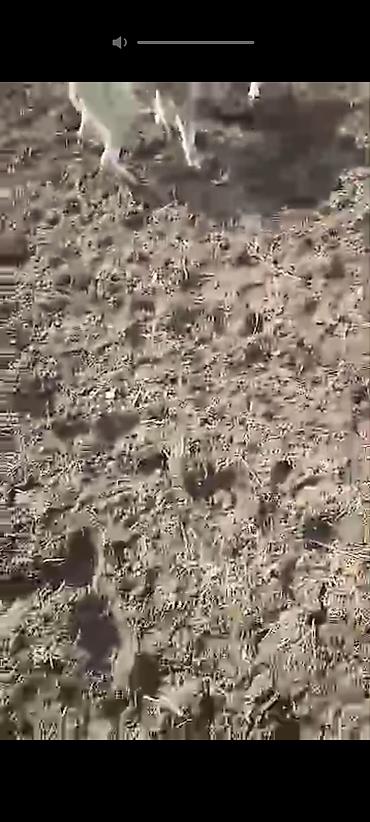 уй сатып алам бишкек: Пастушьи/караульные собаки для охраны стада и двора. Описание: - — 6