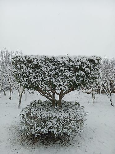 Şitillər: Şitillər — 6