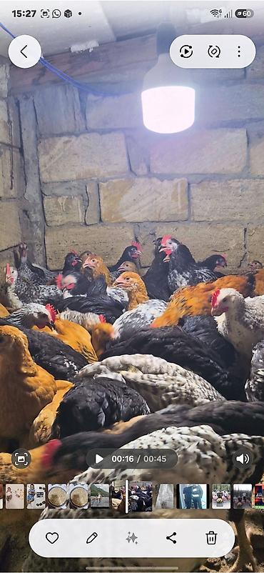 brama toyuqları: Salam Aleykum Tam Saglam 3 Ayliq Damazliq Çolpalarimiz Butun Vaksin — 1