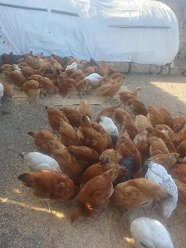 Toyuq, Yumurtalıq lalafo.az -da Toyuq, Yumurtalıq