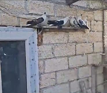 lalafo goyercin satisi: Salam aleykum her kese. heyvanlar hazir cutdu ve bala verenlerdi. sade — 2