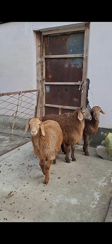 keci pendiri qiyməti: Qoyunlar – 3 baş, ətlik/südlük yerli cins - Rəng: açıq-sarı və tünd — 2