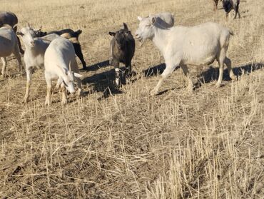 Козы, козлы: Продаю | Коза (самка) | На забой, Для молока — 10