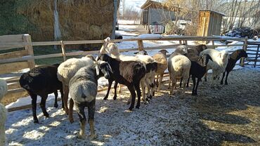 Бараны, овцы: Продаю | Баран (самец) | Полукровка | Для разведения | Кастрированные — 8