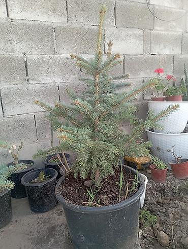 саженцы можевельник питовник: Ель голубая (Picea pungens), саженцы в контейнерах и с комом земли. - — 1