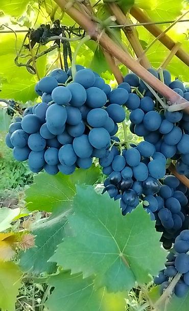bitki dərmanları satışı: Qara üzüm merlot istəyən olsa buyursun topdan verilir ünvan Tovuz — 1