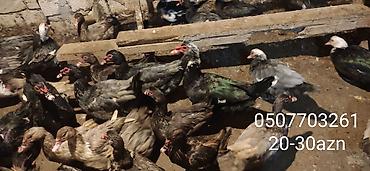 Ördəklər: - Növ: Lal ördək, amerikan sortu (Muscovy ducks). - Rənglər: tünd, ağ — 3