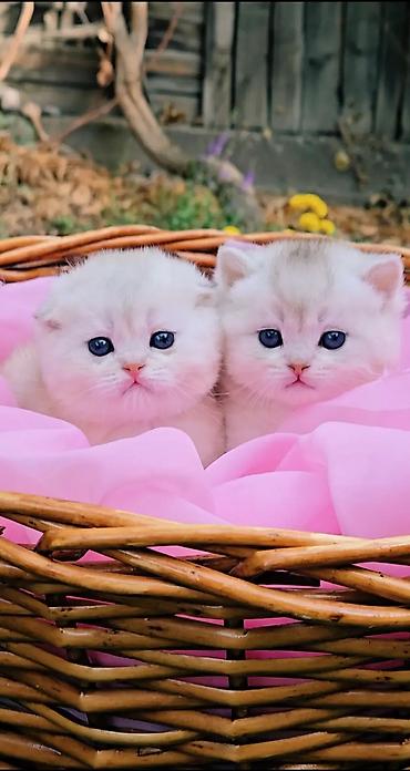 Вязка кошек: Вязка !!! Читайте внимательно! Не продаётся. Молодой привозной котик — 5