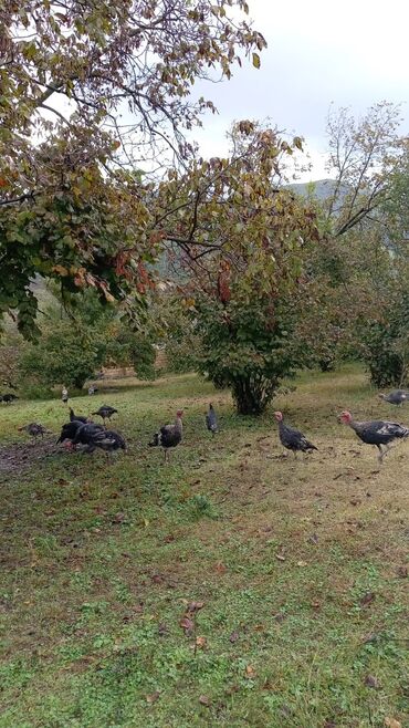 Torpaq sahələrinin satışı: 12 sot, Tikinti, Kupça (Çıxarış)