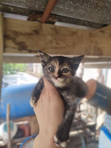 кошки отдам в хорошие руки: Кошка даром: Беспородная, 1 месяц, Девочка