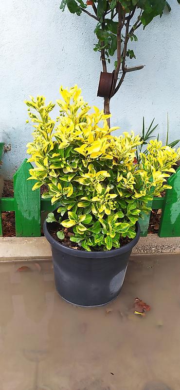 Bəzək kolu – Euonymus (qızılı-yaşıl yarpaqlı sortlar) - Saksıda
