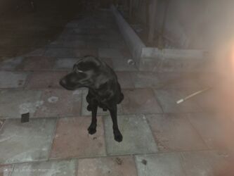 клетки для попугаев: Лабрадор-ретривер