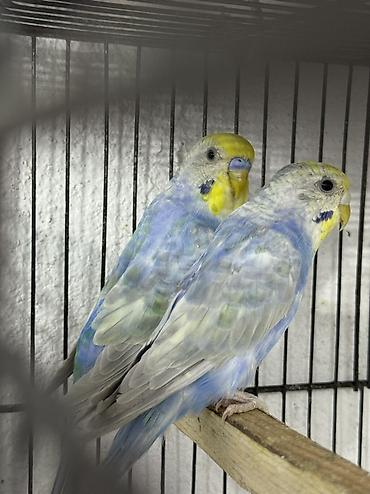 star qusu: Rainbow cüt Belə rənglər retki düşür Tam saglam .Gözəl qullq olunur — 1