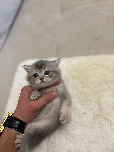 Pişiklər: Britan, Erkək, Dişi, Yaxşı əllərə, Pulsuz çatdırılma — 5