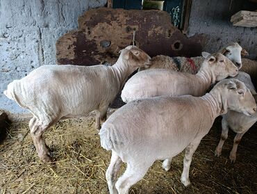 дойный коза: Сатам | Ургаачы кой (ургаачы) | Меринос | Союуга