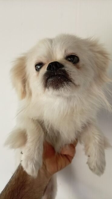 Pekines, Erkek