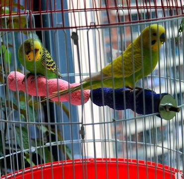 бишкек попугай: Шлифовальный стержень для когтей попугаев