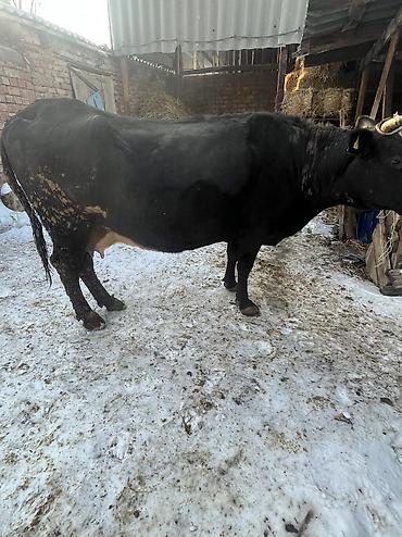 Коровы, быки: Продаю | Корова (самка) | Для молока | Привязанные — 6
