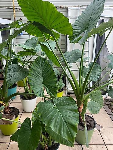 Алоказии: Аллоказия крупнолистная (вероятно Alocasia macrorrhizos не привозные — 3