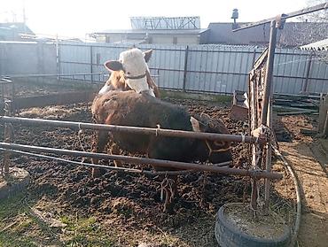 Коровы, быки: Продаю | Бык (самец) | На откорм | Привязанные — 6