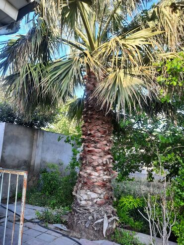 palma ağacı qiyməti: Satilir 1500azn Ciddi olan yazsin zəng etsin Şûvəlan