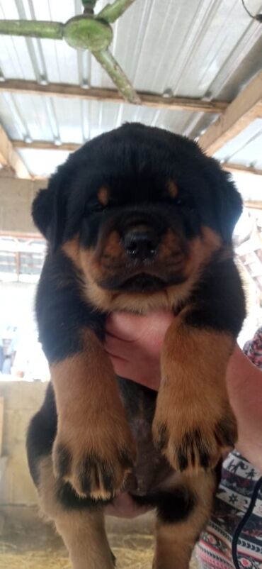 куплю ротвейлера в Кыргызстан | СОБАКИ: Готовятся к продаже щенки породы ротвейлер,с родословной. Документы