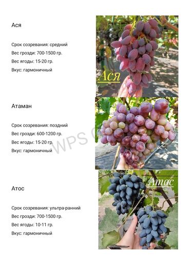 каталог атоми кыргызстан: Саженцы винограда! Продаем саженцы и черенки винограда, более 250