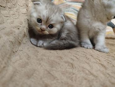 Pişiklər: Şotland yastı qulaq, Erkək, Dişi, Yaxşı əllərə, Ödənişli çatdırılma, Pulsuz çatdırılma, Ünvandan götürmə — 4