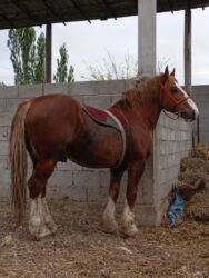 корова телки: Продаю | Жеребенок, Кобыла (самка), Конь (самец) | Дончак | Рабочий, Конный спорт | Осеменитель, Племенные, Мерин