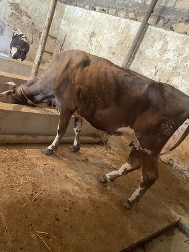 cins buzovlar: Keskilik iney içeri malidi kepey corey verilir yelninde sudu yoxdu at lalafo.az cins buzovlar: Keskilik iney içeri malidi kepey corey verilir yelninde sudu yoxdu