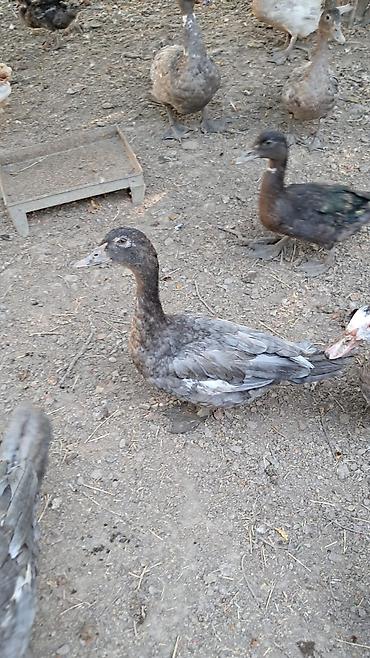 pitbul satışı: Erkək, | Lal ördək, Damazlıq — 6