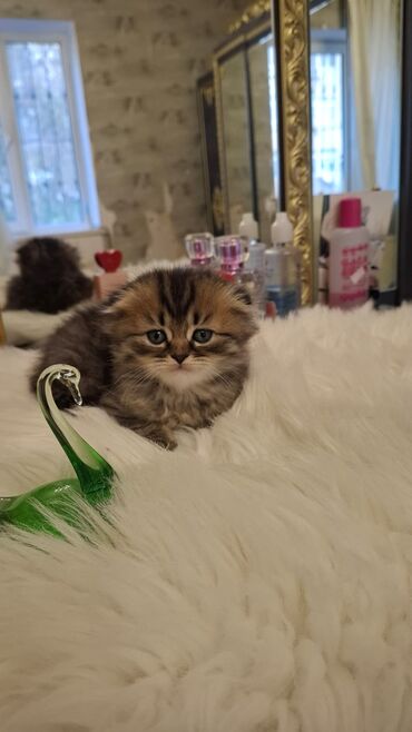 Pişiklər: Britan -da lalafo.az — 16 Pişiklər: Britan — 16