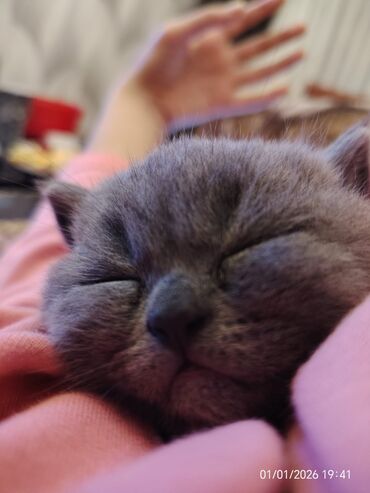 Pişiklər: Şotland — 11