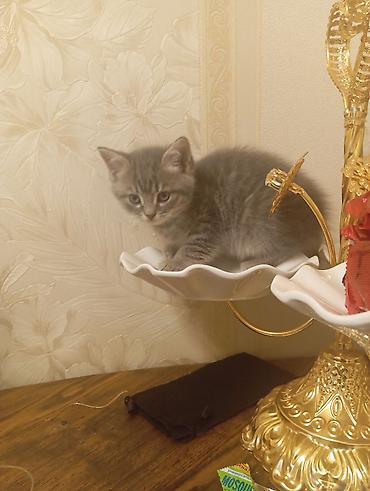 Мышыктар: Продаются котята от Британской кошки короткошёрстные котята серого — 7