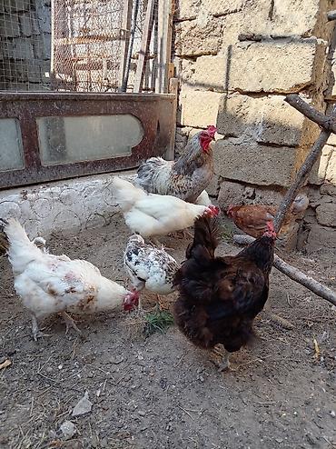 ucuz inek: Toyuq, Yumurtalıq, Ünvandan götürmə — 2