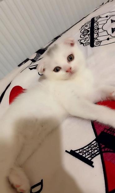scottish fold satilir: Şotland yastı qulaq — 3