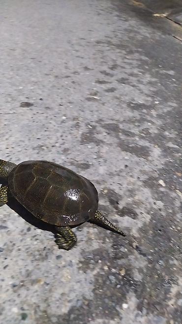 Аквариумы: Tısbağa 🐢🐢🐢🐢🐢 ünvan, Bakı şəhəri, Nizami metrosu yaxınlığında — 9
