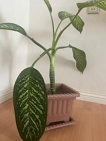 pelarqoniya bitkisi: Dieffenbachia (Zebrina) otaq gülü - Bitki: Dieffenbachia – iri — 1