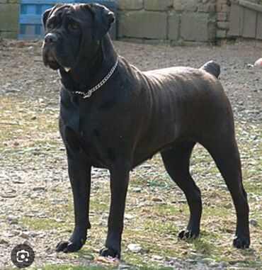 чистокровный алабай: Продается собака породы Кане- Корсо. чистокровная, документы (