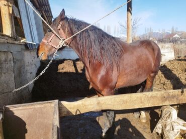 Лошади, кони: Продаю | Конь (самец) | Полукровка, Английская | Для разведения, Конный спорт | Племенные, Осеменитель