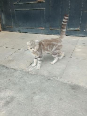 tula iti: Şotland yastı qulaq — 1