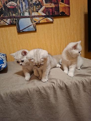 Pişiklər: Britan — 5