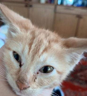 бенгалская кошка даром: 3 месяца, Мальчик — 1